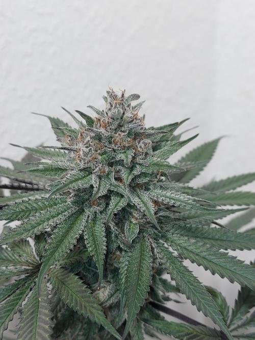 Gas & Funk. Week 12 - Terpgasm