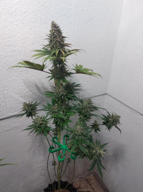 Mixed Hybrids. Week 13 - Forbidden Boof