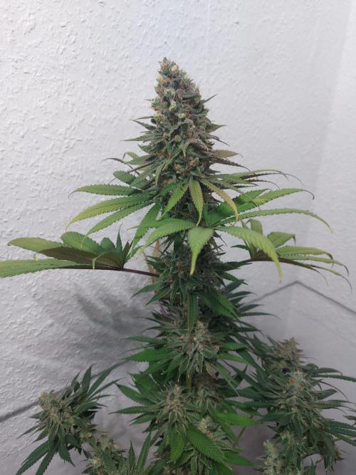 Mixed Hybrids. Week 13 - Forbidden Boof