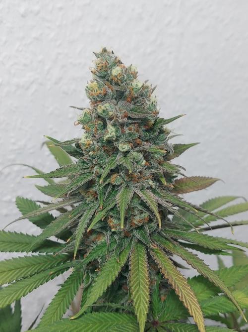Mixed Hybrids. Week 13 - Forbidden Boof