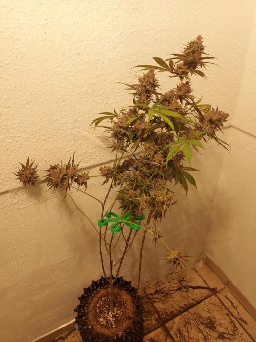 Mixed Hybrids. Week 13 - Gasserole