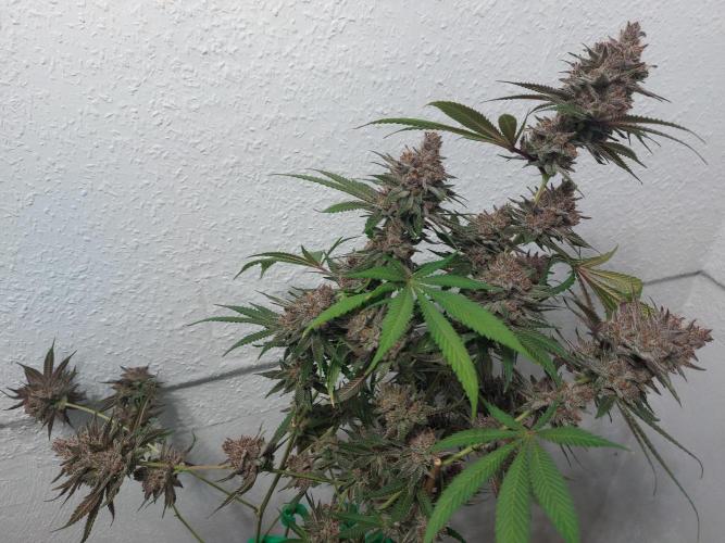 Mixed Hybrids. Week 13 - Gasserole