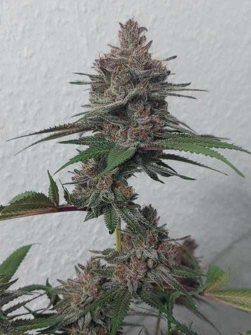 Mixed Hybrids. Week 13 - Gasserole