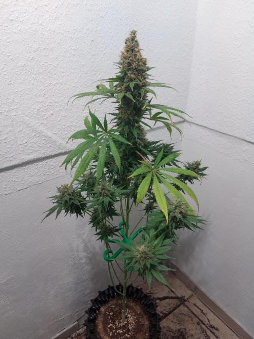 Mixed Hybrids. Week 13 - Motivation