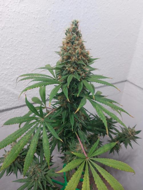 Mixed Hybrids. Week 13 - Motivation