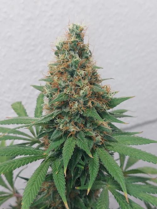 Mixed Hybrids. Week 13 - Motivation