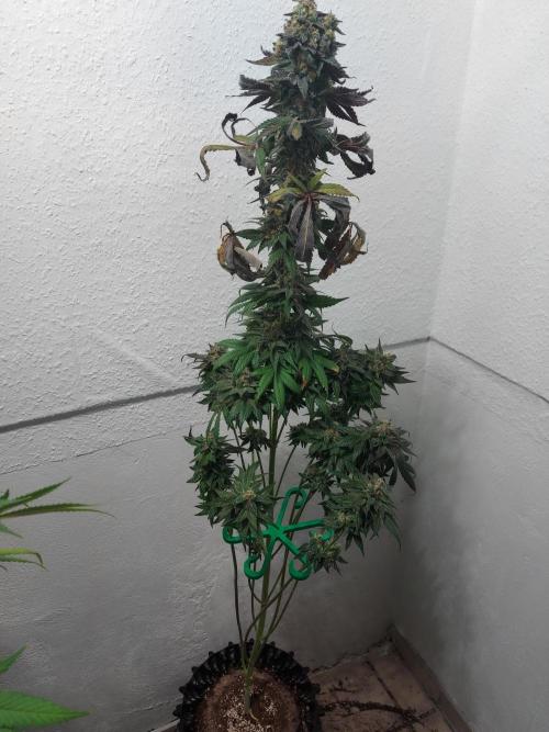 Mixed Hybrids. Week 13 - Shinigami
