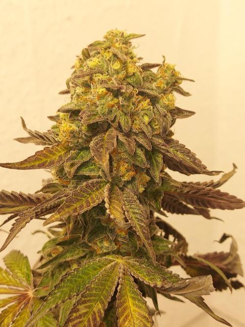 Mixed Hybrids. Week 13 - Shinigami