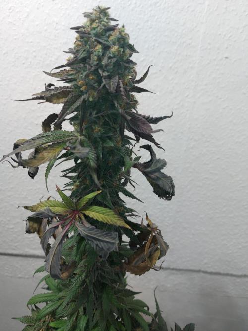 Mixed Hybrids. Week 13 - Shinigami