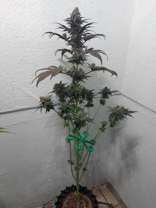 Gas & Funk. Week 13 - Black Belts