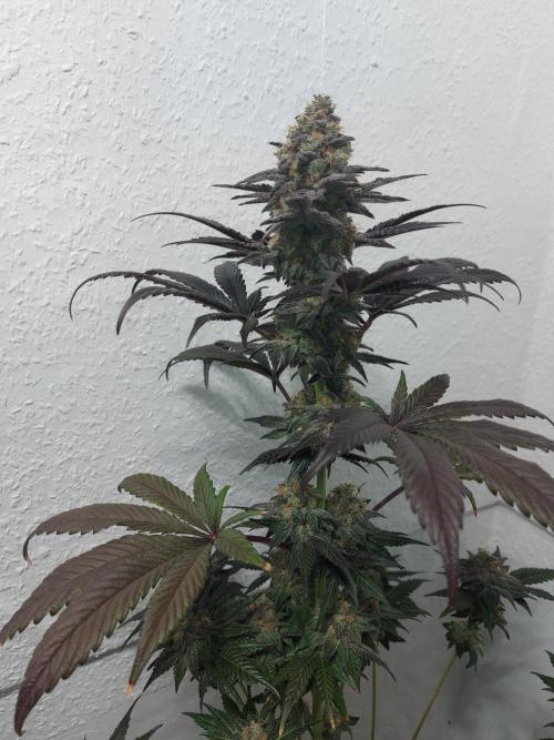 Gas & Funk. Week 13 - Black Belts
