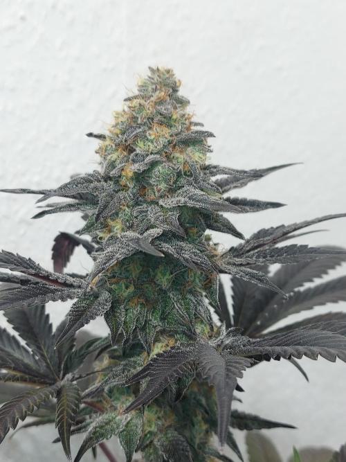 Gas & Funk. Week 13 - Black Belts