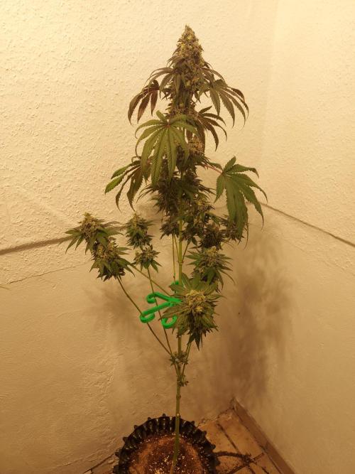 Gas & Funk. Week 13 - Presidential Pardon