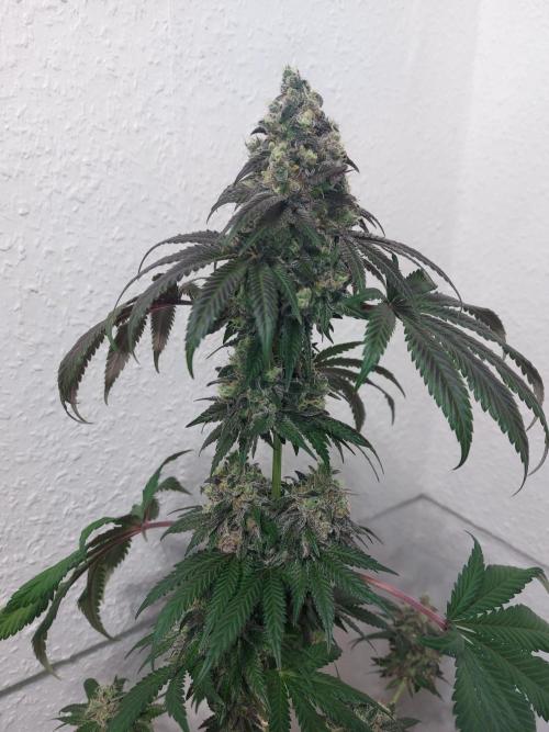 Gas & Funk. Week 13 - Presidential Pardon