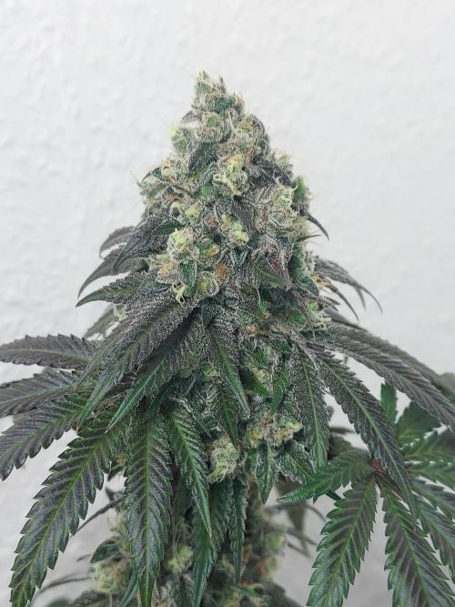 Gas & Funk. Week 13 - Presidential Pardon