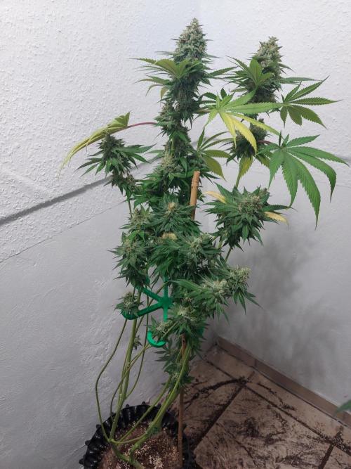 Gas & Funk. Week 13 - Sherbdog