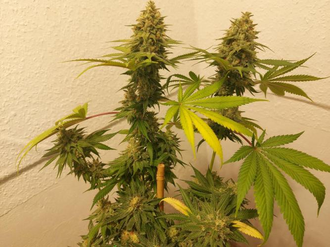 Gas & Funk. Week 13 - Sherbdog