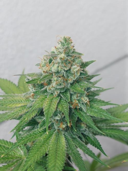 Gas & Funk. Week 13 - Sherbdog