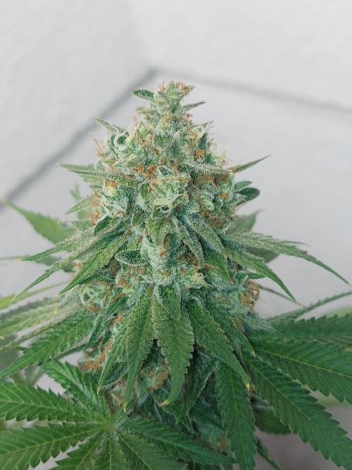 Gas & Funk. Week 13 - Sherbdog