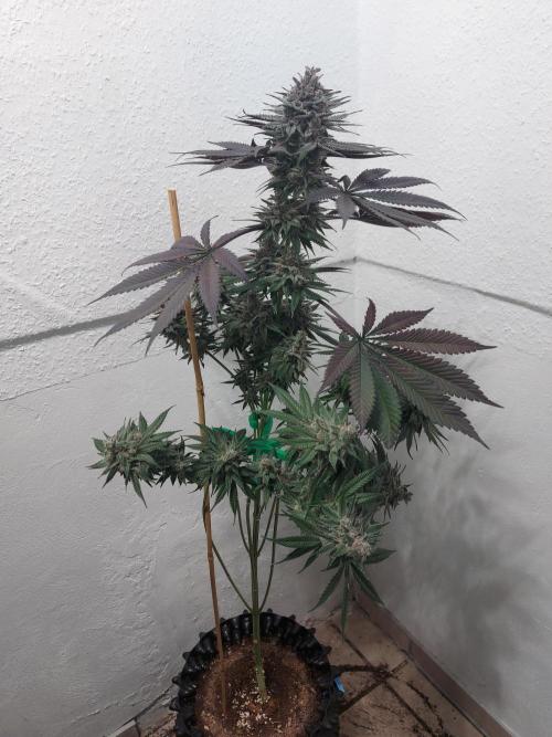 Gas & Funk. Week 13 - Terpgasm
