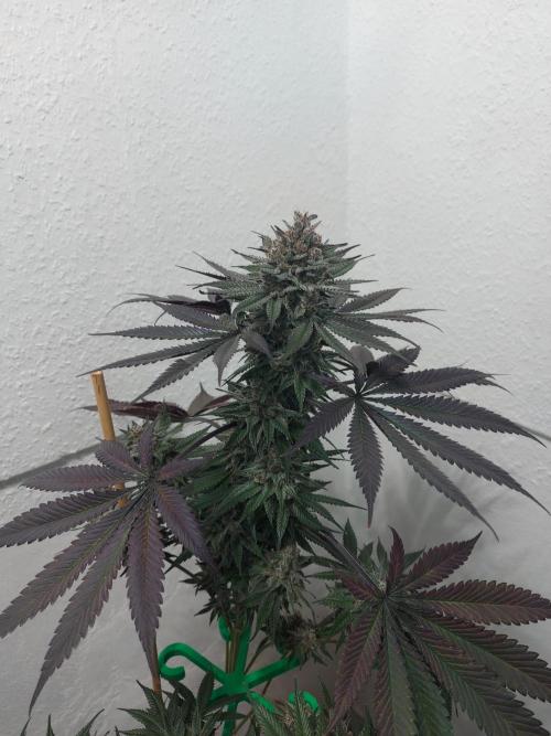 Gas & Funk. Week 13 - Terpgasm