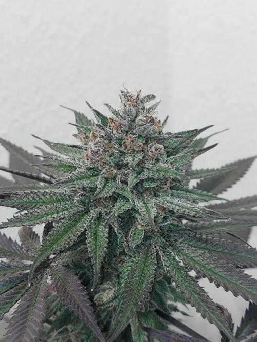 Gas & Funk. Week 13 - Terpgasm