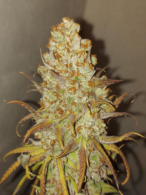 Mixed Hybrids. Week 14