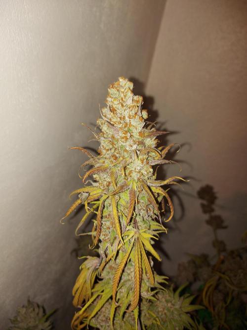 Mixed Hybrids. Week 14