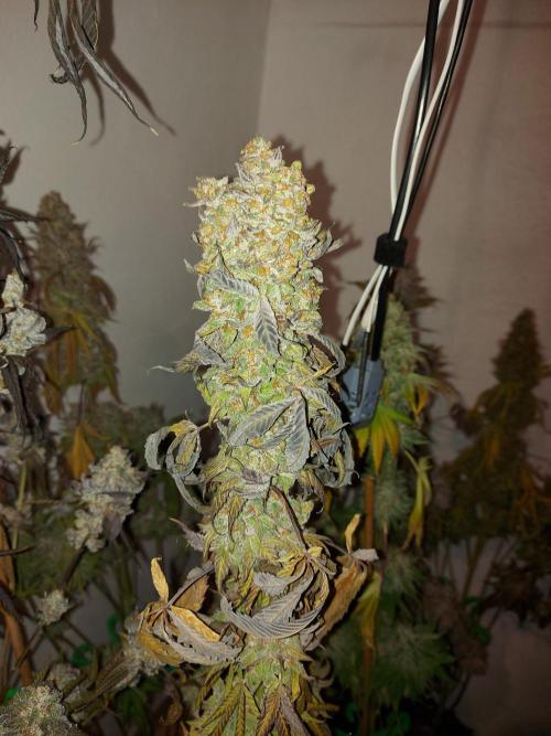 Mixed Hybrids. Week 14