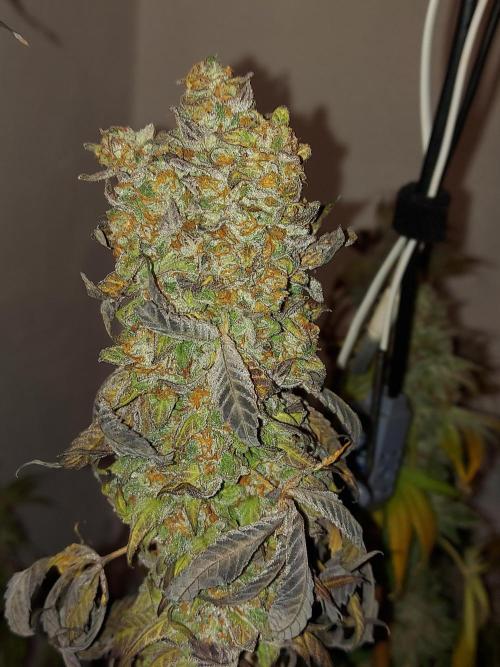 Mixed Hybrids. Week 14
