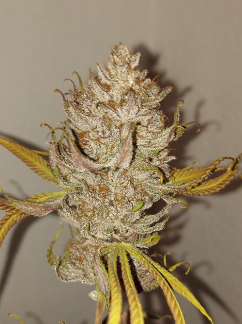 Mixed Hybrids. Week 14