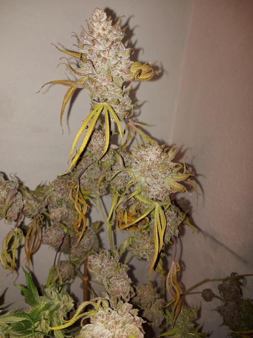 Mixed Hybrids. Week 14