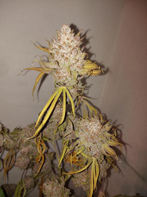 Mixed Hybrids. Week 14