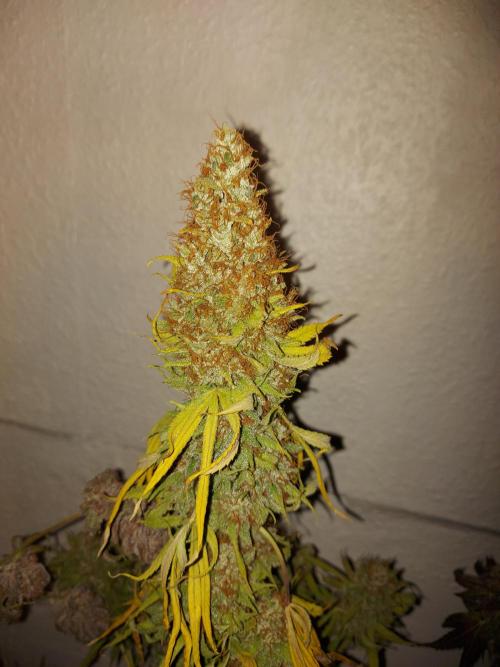 Mixed Hybrids. Week 14