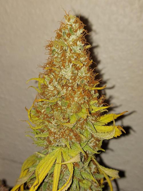 Mixed Hybrids. Week 14
