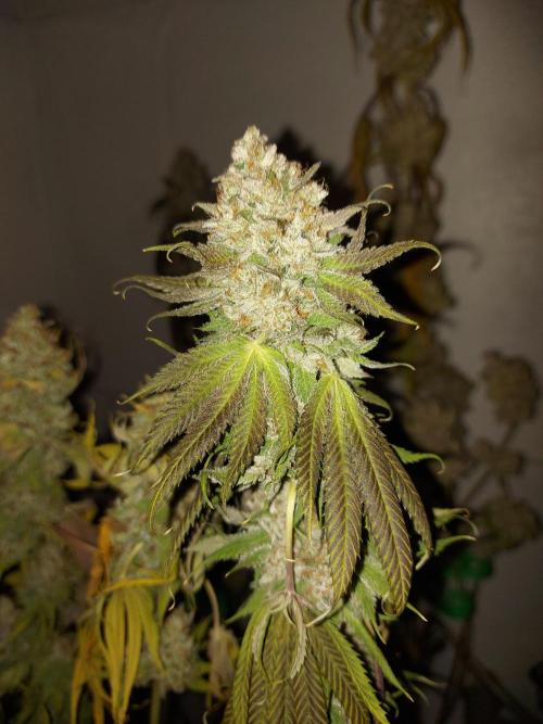 Desert & Candy. Week 14