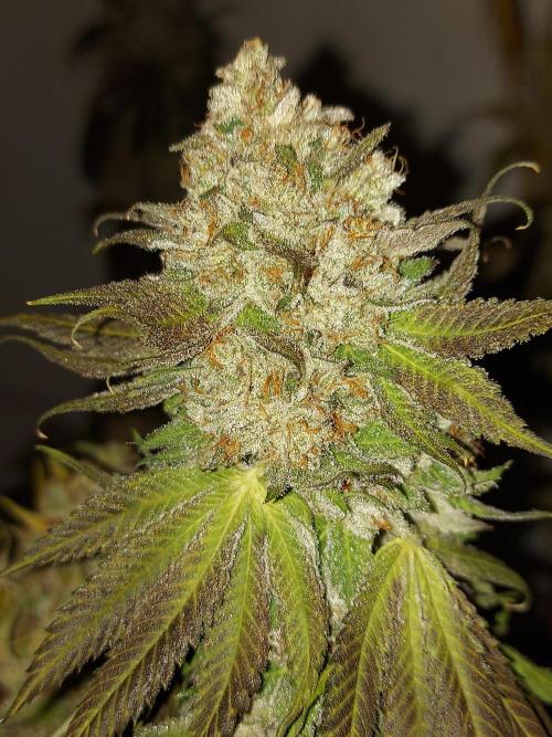 Desert & Candy. Week 14