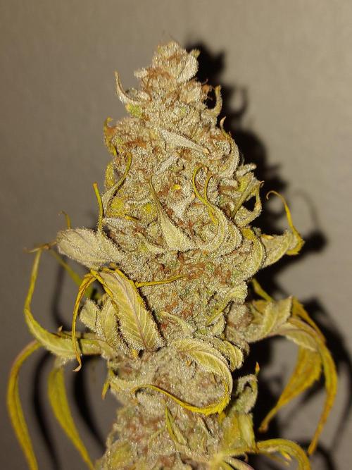 Desert & Candy. Week 14