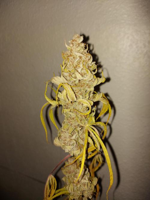Desert & Candy. Week 14