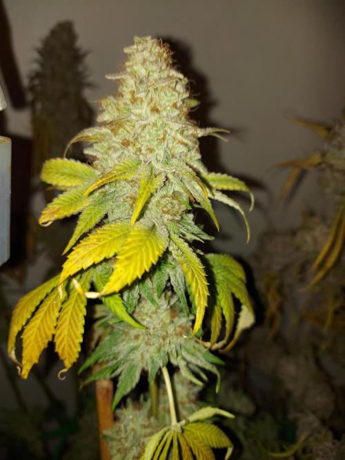 Desert & Candy. Week 14