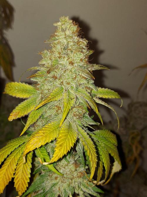 Desert & Candy. Week 14