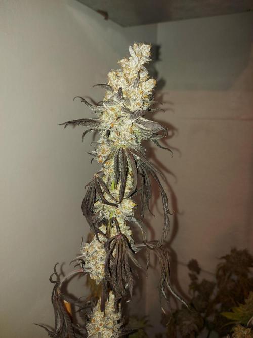 Desert & Candy. Week 14