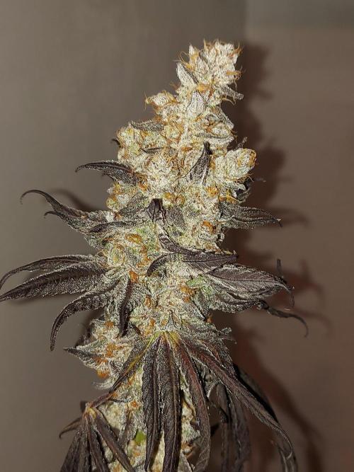 Desert & Candy. Week 14