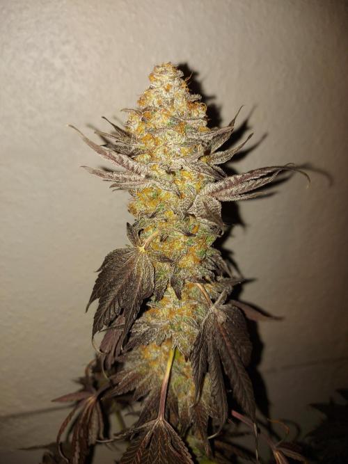 Gas & Funk. Week 14