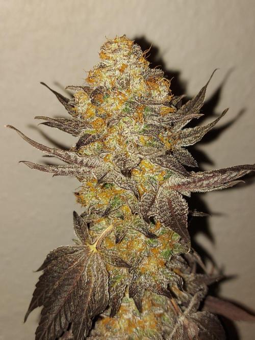 Gas & Funk. Week 14