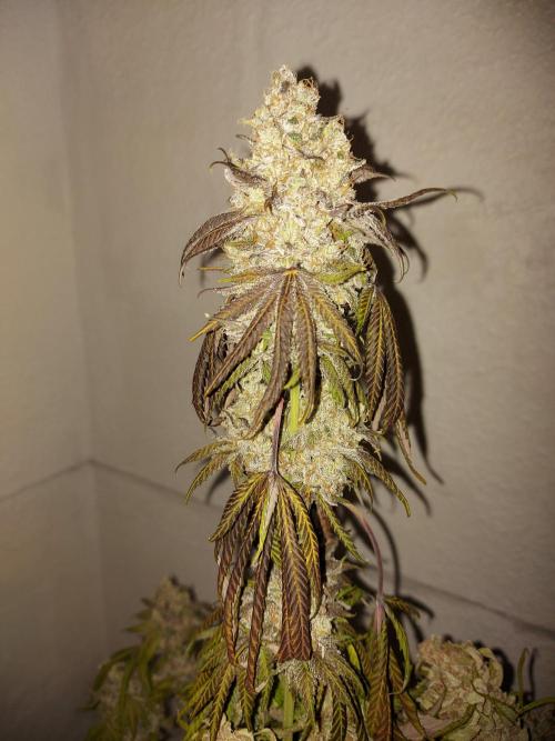 Gas & Funk. Week 14