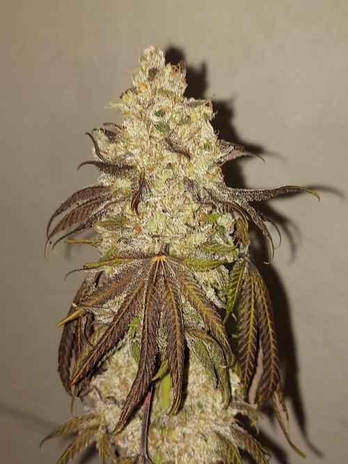 Gas & Funk. Week 14