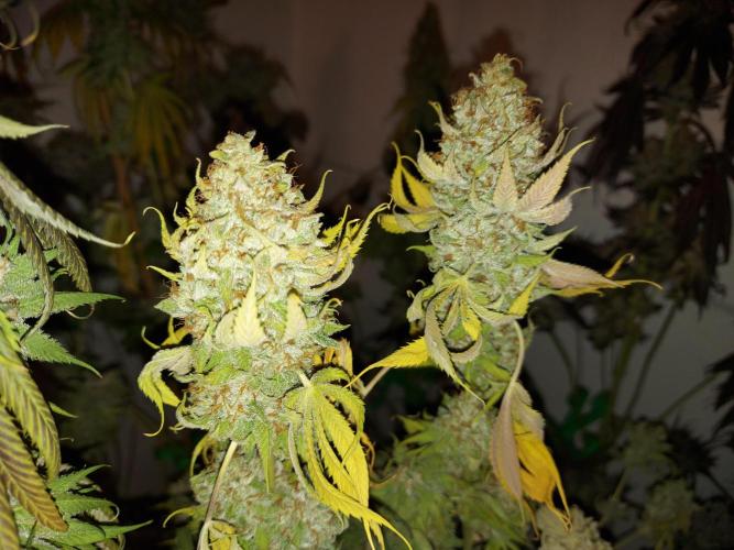 Gas & Funk. Week 14