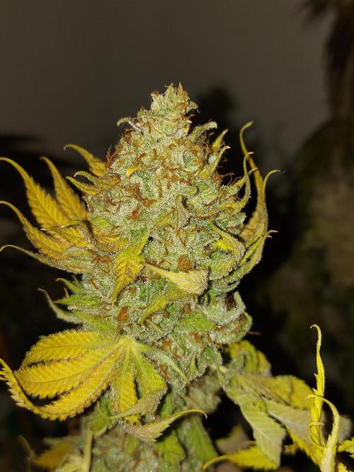 Gas & Funk. Week 14