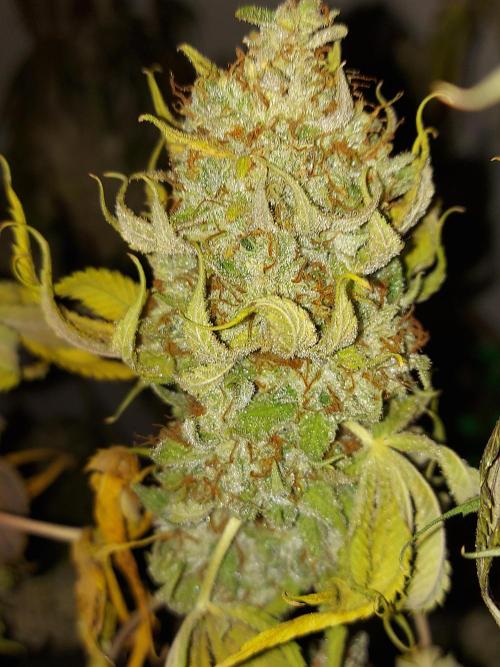 Gas & Funk. Week 14